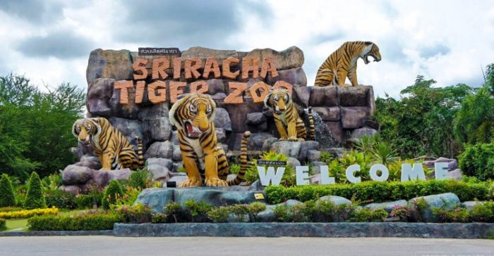 Tiger Zoo Thái Lan Khám Phá Vườn Thú Sriracha Thú Vị - Bee Xê Dịch